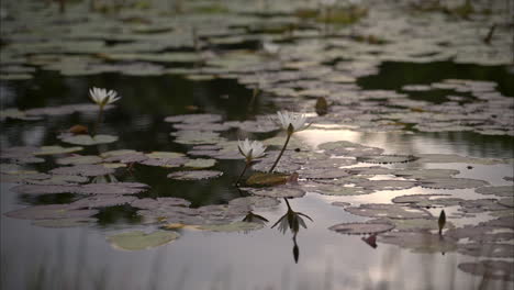 Slow-motion-of-a-bee-landing-on-a-white-lily-flower-at-a-pond-on-a-tranquil-and-serene-morning
