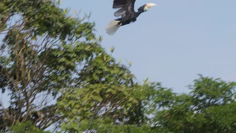 Oriental-Pied-Hornbill-In-Flight-In-Bali-Zoo,-Indonesia