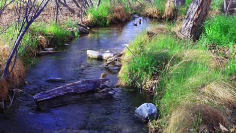 Corriente-Lenta-En-Los-Humedales-De-Nevada