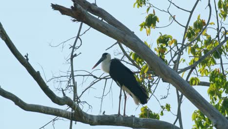 La-Cámara-Se-Acerca-Mientras-Esta-Ave-Está-Posada-En-Una-Rama-De-Un-árbol-Alto-Durante-Una-Tarde-Ventosa,-Cigüeña-Asiática-De-Cuello-Lanudo-Ciconia-Episcopus,-Casi-Amenazada,-Tailandia