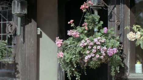 Handheld-shot-of-Pink-geraniums-in-a-hanging-basket-by-a-rustic-window