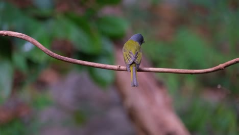 Visto-Desde-Atrás-Mirando-A-Su-Alrededor-Durante-Una-Tarde-Ventosa,-Papamoscas-Canario-De-Cabeza-Gris-Culicicapa-Ceylonensis,-Tailandia