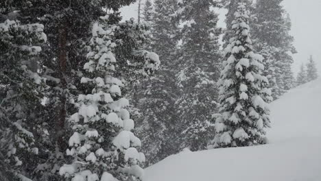 Nieve-Cayendo-Fuera-De-Campo-Paso-Berthoud-Colorado-Nevando-Nevado-Primavera-País-De-Las-Maravillas-Invernal-Tormenta-De-Nieve-Polvo-Profundo-Bosque-Nacional-Montaña-Rocosa-Pino-Gris-Cinemática-Cámara-Súper-Lenta-Estática