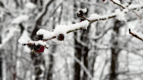 Fuertes-Nevadas-Cubren-La-Rama-Del-árbol-En-La-Temporada-De-Invierno-Paisaje-Natural-Del-Bosque-De-Hyrcanian