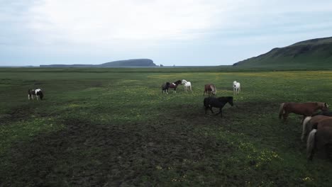 Wild-horses-grazing-in-mountain-meadows,-South-of-Iceland