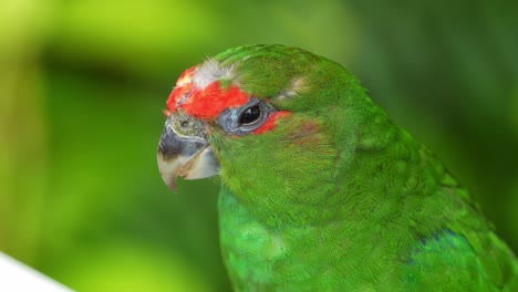 Immature-male-pileated-parrot,-Pionopsitta-pileata,-chirps-amidst-the-dense-forest-canopy,-close-up-head-shot-of-the-bird-against-bokeh-green-background