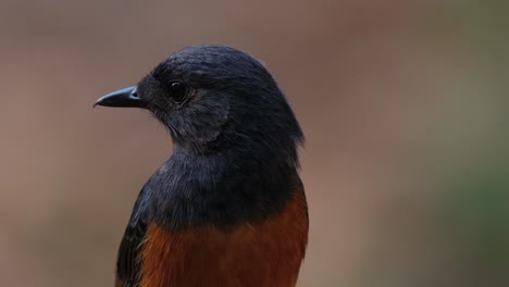 Facing-to-the-left-and-turns-its-head-to-the-right-looking-around,-White-rumped-Shama-Copsychus-malabaricus,-Thailand