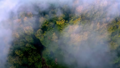 Aerial-view-of-a-forest-shrouded-in-a-thick-white-fog