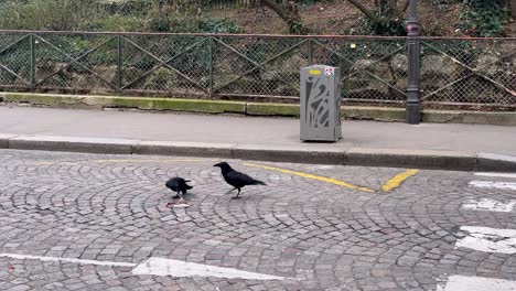 Ravens-eating-a-dead-rat-on-road-street-Paris,-France,-Europe