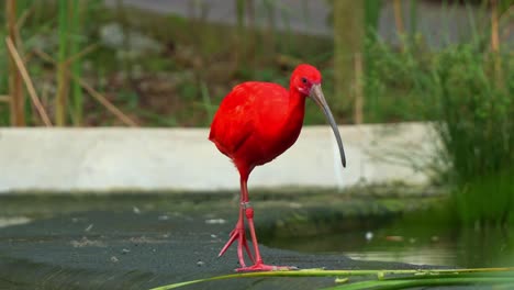 Scarlet-Ibis,-eudocimus-ruber-with-vibrant-plumage,-walking-by-the-pond,-foraging-for-invertebrate-with-its-long-bill-in-the-wildlife-enclosure,-close-up-shot-of-an-exotic-bird-species