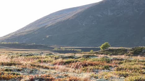 Pequeño-Arbusto-Retroiluminado-Retroiluminado-En-El-Paisaje-Otoñal-Noruego-En-El-Parque-Nacional-Dovrefjell-Sunndalsfjella