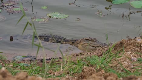 Seen-resting-on-the-side-of-the-lake-during-a-windy-afternoon,-Siamese-crocodile-Crocodylus-siamensis,-critically-endangered,-Thailand