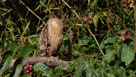 Hiding-its-head-on-its-back-avoiding-the-harsh-morning-sun,-Buffy-Fish-Owl-Ketupa-ketupu,-Thailand