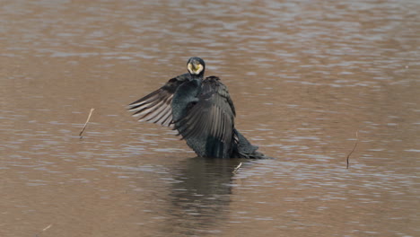 Great-cormorant-drying-wings-flapping-wings-on-lake---profile