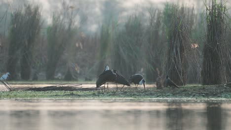 Woolly-necked-storks-in-wetland-in-morning