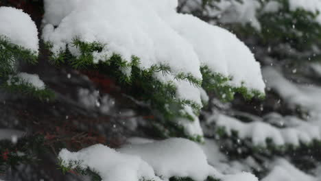 Hinterland-Des-Berthoud-Passes-In-Colorado,-Schneefall,-Verschneiter-Frühling,-Winterwunderland,-Schneesturm,-Weiß,-Tiefer-Schnee,-Pulverschnee-Auf-Einem-Kiefernwald,-Rocky-Mountain,-Filmische-Zeitlupen-Rutsche,-Nahaufnahme-Nach-Links