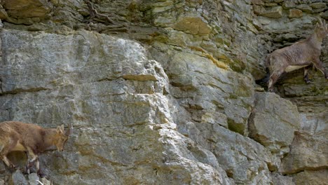 Group-of-Wild-Capra-Ibex-Goats-Jumping-and-climbing-on-steep-cliff-wall-of-mountain