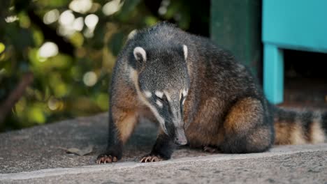 Notable-Mapache-Coatí-Cerca-De-Las-Cataratas-Del-Iguazú-En-Brasil,-América-Del-Sur