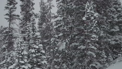 Nieve-Cayendo-Fuera-De-Campo-Paso-Berthoud-Colorado-Nevando-Nevado-Primavera-País-De-Las-Maravillas-Invernal-Tormenta-De-Nieve-Polvo-Profundo-Bosque-Nacional-Montaña-Rocosa-Pino-Cinematográfico-Cámara-Súper-Lenta-Toma-Estática