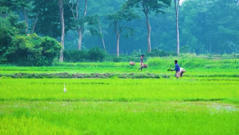 Vibrant-green-rice-fields-with-farmers-working-and-an-egret-in-the-foreground,-rural-tranquility