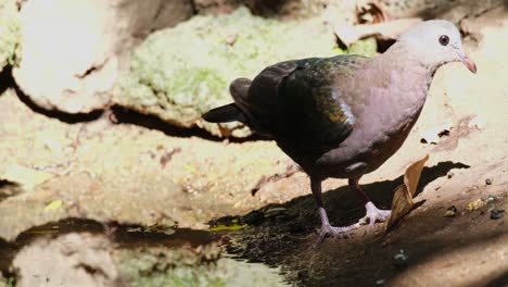 Visto-Buscando-Comida-Y-Bebiendo-Un-Poco-De-Agua-Recogida-En-Una-Roca-Y-Luego-Se-Mueve-Hacia-La-Derecha,-Paloma-Esmeralda-Asiática-Chalcophaps-Indica,-Tailandia