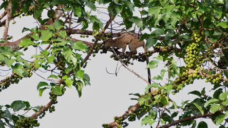 Seen-selecting-fruits-as-it-moves-on-the-branch-going-to-the-left,-Three-striped-Palm-Civet-Arctogalidia-trivirgata,-Thailand