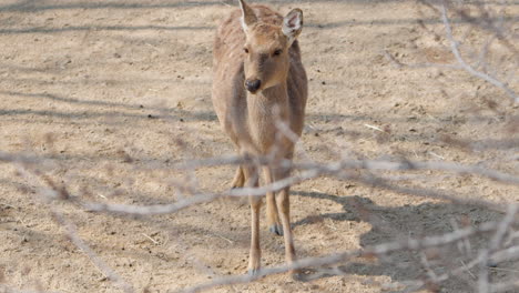 Sika-Deer-Doe-Standing-Under-the-Tree-Looking-at-Camera---high-angle