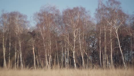 A-treeline-of-birch-on-a-bright-cold-winter-afternoon-in-Richmond-Park,-United-Kingdom