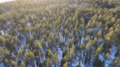 Aerial-footage-over-a-forest-and-snow-with-bright-sunlight