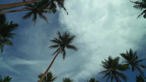 Costal-Fiji-palm-coconut-trees-rainforest-Tavarua-Falls-waterfall-beach-walk-tropical-jungle-mountain-Taveuni-green-Garden-Island-sunny-cloudy-panorama-nature-landscape-scenery-looking-up-circle-right