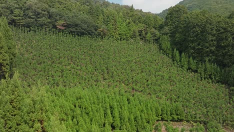 Drone-Aéreo-Volar-Bosque-De-Kitayama-Cedros-Japoneses-Paisaje-Panorámico-Sugi,-Producción-De-Madera-De-Verano-De-Japón-En-Asia