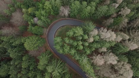 Winding-road-in-forest-surrounded-by-bending-trees-in-strong-wind