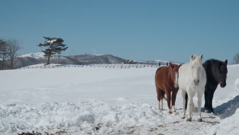 Herd-of-Horses-Standing-in-Snowy-Daegwallyeong-Sky-Ranch-in-South-Korea-Highlands
