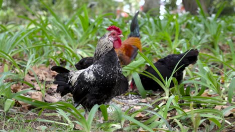 Rooster-and-hens-pecking-the-ground-among-green-leaves-in-the-Park,-Azores