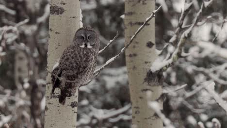 A-serene-great-gray-owl-sits-motionless-on-a-tree-branch,-enveloped-in-a-tranquil,-snow-covered-forest