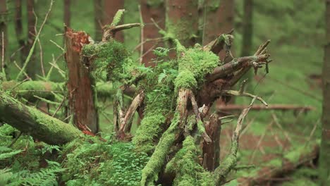 Broken-branches-and-exposed-roots-of-the-fallen-tree-covered-with-moss-and-ferns-in-the-enchanted-lush-forest