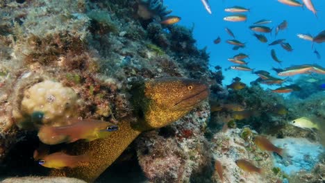 Unterwasservideo-Mit-Der-Gelbrandmuräne,-Gefilmt-Vor-Der-Küste-Der-Insel-Mauritius,-Das-Die-Fülle-Und-Vielfalt-Des-Meereslebens-Im-Unterwasserreich-Zeigt