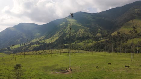 Cocora-Valley's-lush-landscape-with-towering-wax-palms,-Colombia