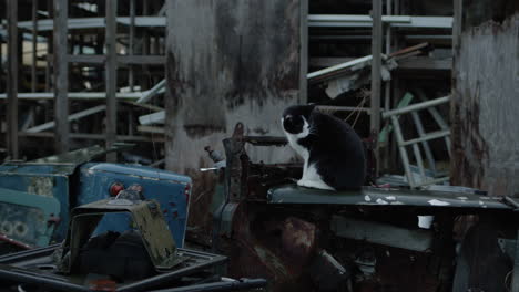 Black-and-white-cat-on-top-of-old-broken-tractor-by-abandoned-house