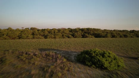 Blurred-mangrove-island-flyover-at-60fps-revealing-the-Caribbean-Sea-at-sunset