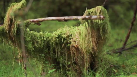 Tangles-branches-and-roots-of-the-fallen-tree-covered-with-lush-hanging-moss-in-the-enchanted-forest