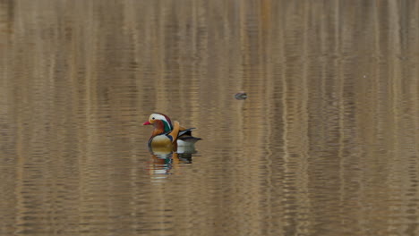 Male-Mandarin-Duck-Swims-on-Pond-in-Seoul-Grand-Park
