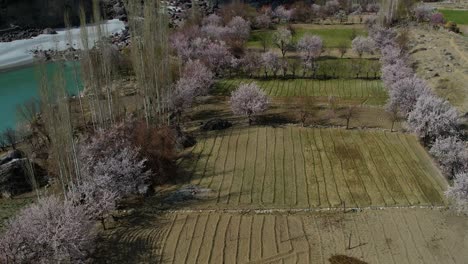 Aerial-View-Flying-Over-Fields-Lined-With-Cherry-Blossom-Trees-In-Skardu,-Gilgit-Baltistan