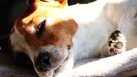 Extreme-closeup-on-face-of-Jack-Russell-puppy-basking-in-afternoon-sunshine