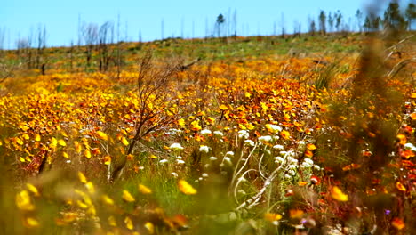 Vibrant-yellow-and-orange-flowers-in-field-sway-around-in-strong-winds