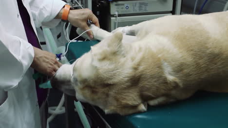 Dog-in-anesthesia-at-the-vet-awaiting-surgery,-Golden-Retriever