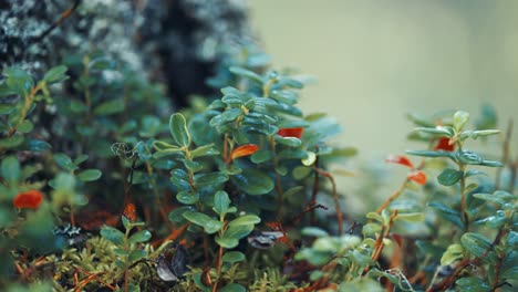 Niedrige-Cranberry-Sträucher-Mit-Dunkelgrünen-Glänzenden-Blättern-Und-Reifen-Roten-Beeren-Bedecken-Den-Boden-In-Der-Herbsttundra