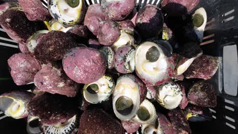 Close-up-of-colorful-Cittarium-pica-shells,-also-known-as-West-Indian-Top-Shells,-grouped-on-rocky-surface