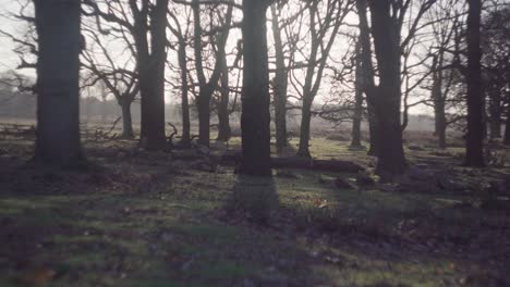 Un-Bosque-Arbolado-En-Una-Brillante-Y-Fría-Tarde-De-Invierno-En-Richmond-Park,-Reino-Unido