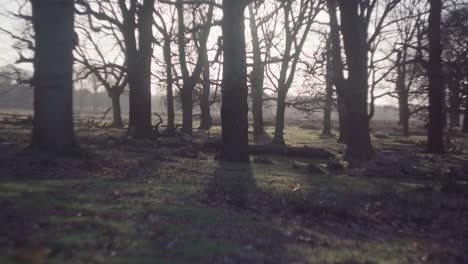 Ein-Bewaldeter-Wald-An-Einem-Hellen,-Kalten-Winternachmittag-Im-Richmond-Park,-Großbritannien